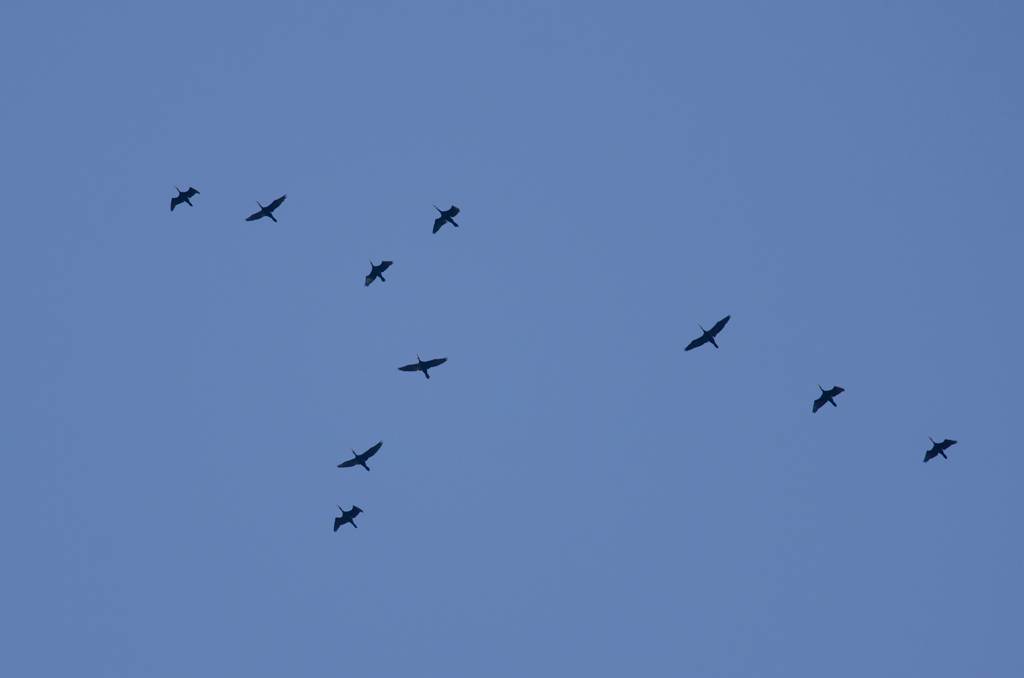 Cormorant (Grand cormoran)