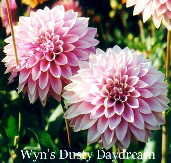 Wyn's Dusty Daydream B FD Lav