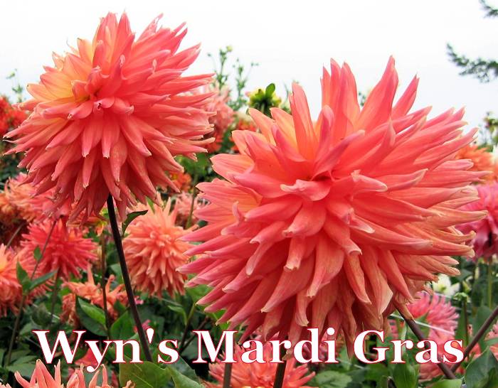 Wyn's Mardi Gras-B SC Dark Blend Orange/Yellow