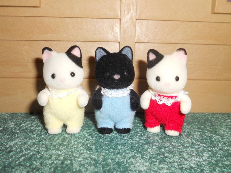 CC Tuxedo Cat Triplets