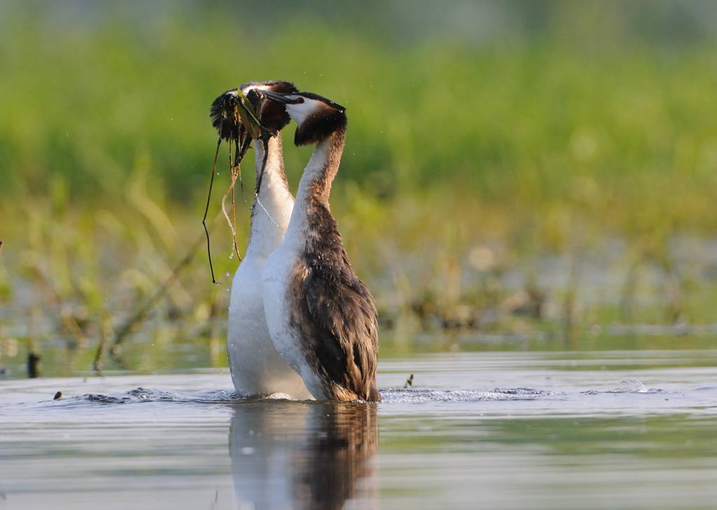 Grèbes huppés - Crested grebes