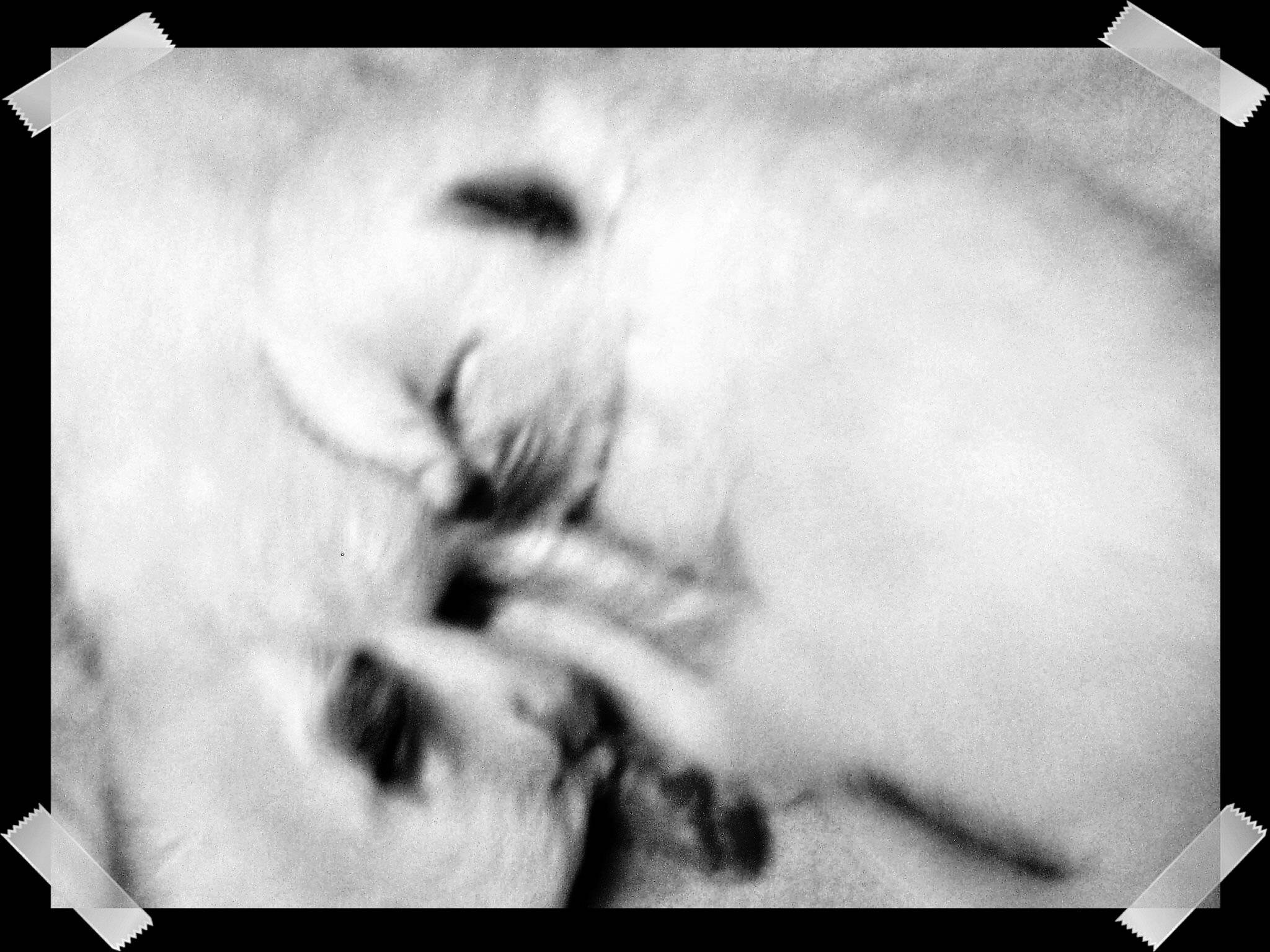 Shiloh's kittens DOB 11.11.09