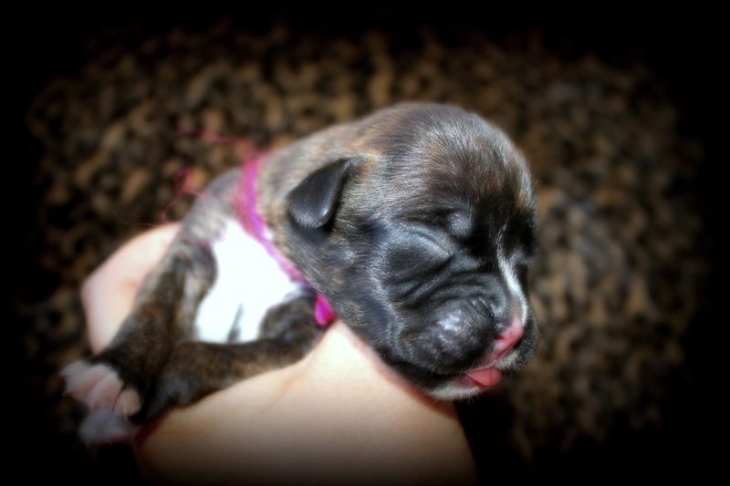 Pink Yarn Classic Brindle Female AVAILABLE!