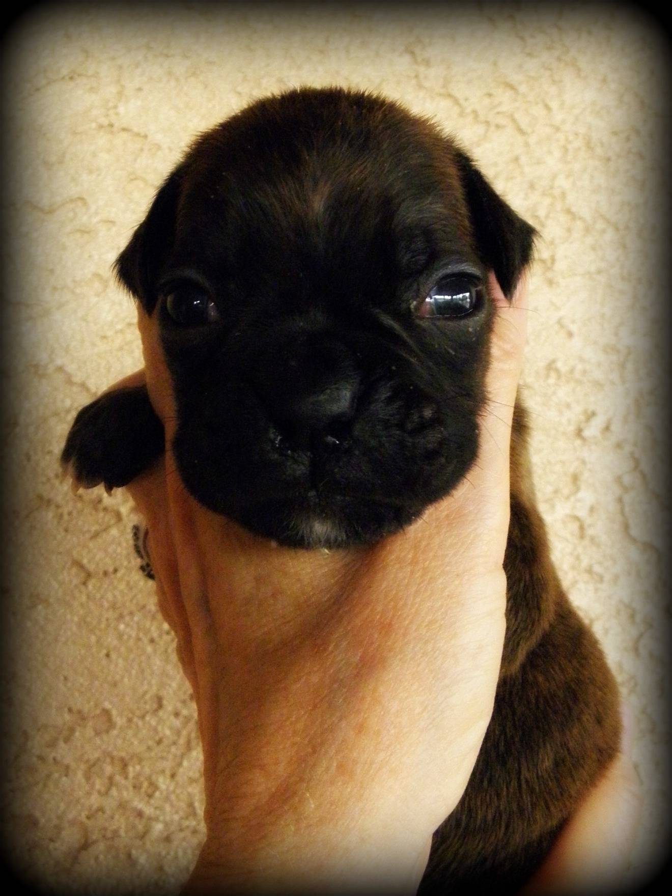 Vader 3 weeks AVAILABLE!!