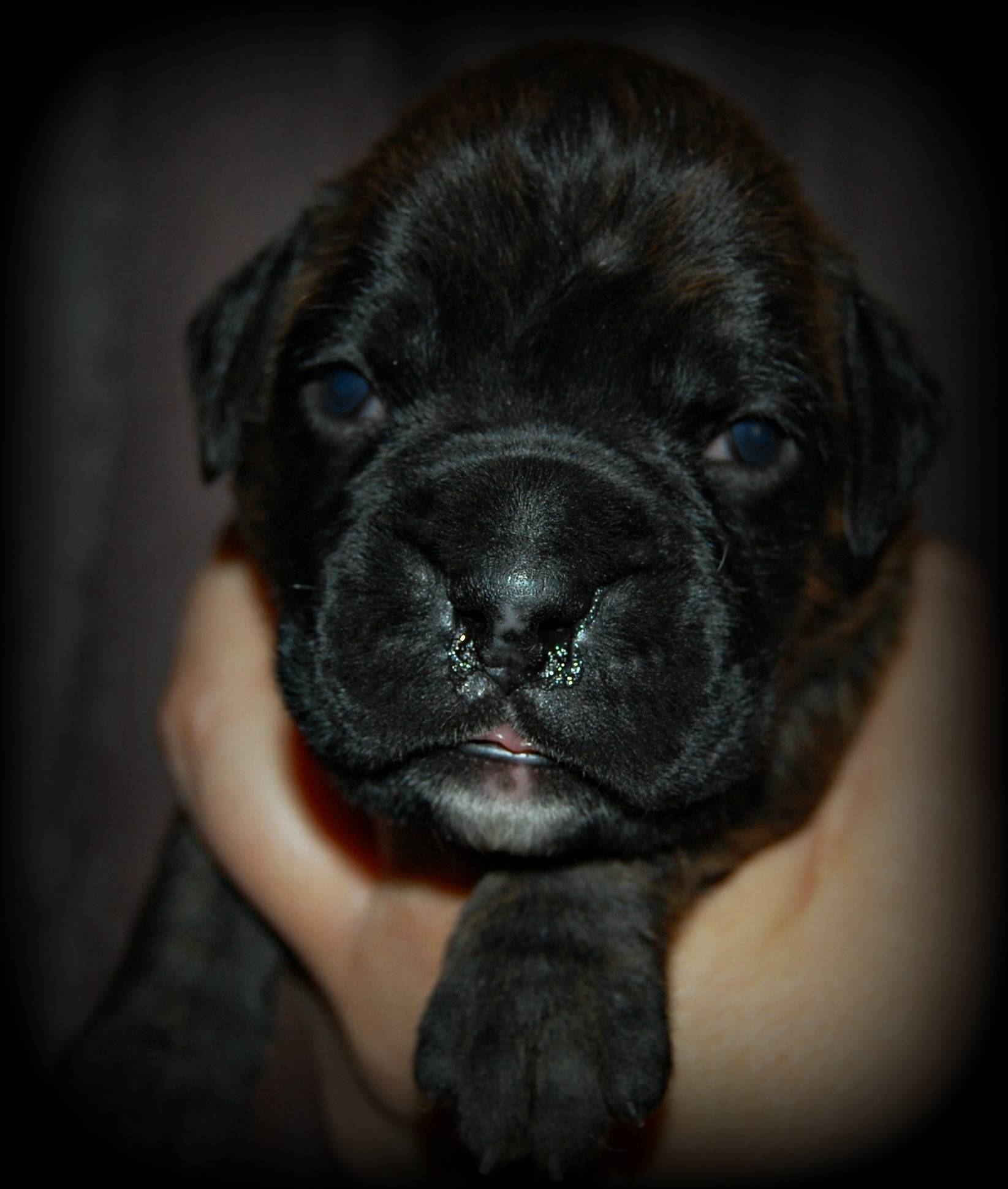 Classic Brindle Male Ash SOLD