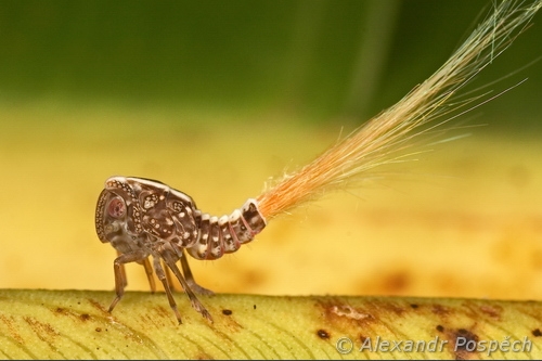Plant hopper larva (Nogodinidae), Papua New Guinea