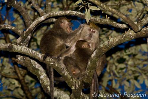 Crab-eating monkey, Makak jávský (Macaca fascicularis), Mangroves