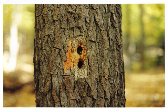 Holes made by a woodpecker?