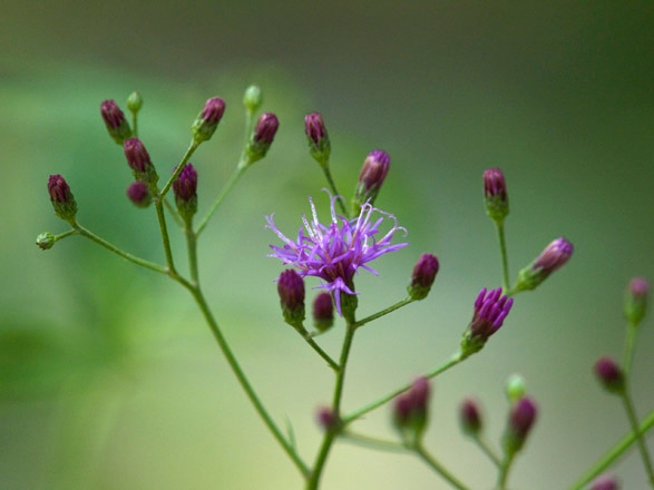 Close-up of Ironweed flowers