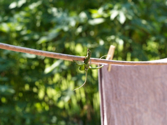 Two Green Anoles