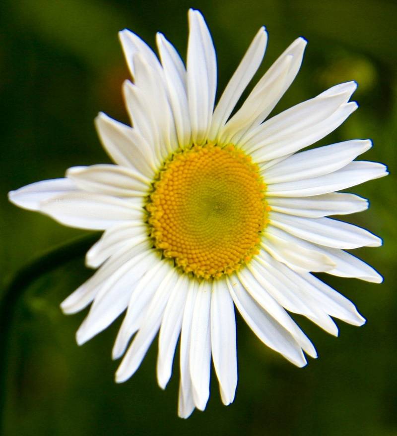 White "daisy"