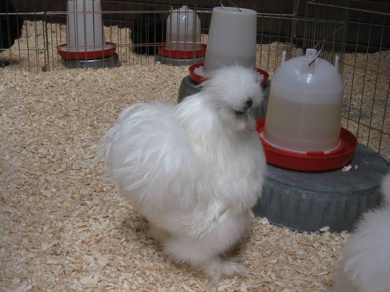 White Roo from Premier Silkies