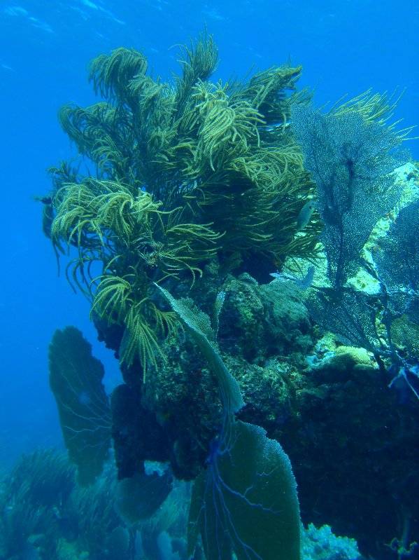 Diving in the Coral Gardens of Dead Chest Island