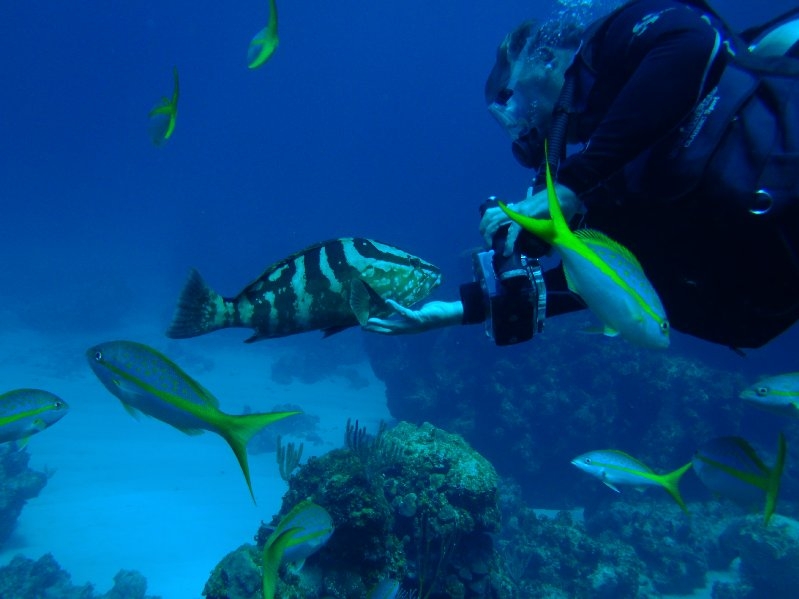 A friendly grouper with our dive leader