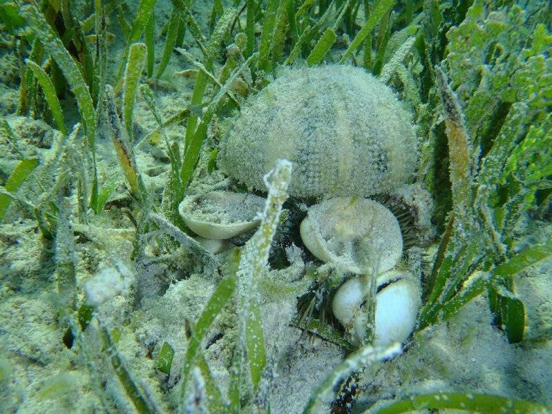 Sea Urchin at Matt Lowes Cay