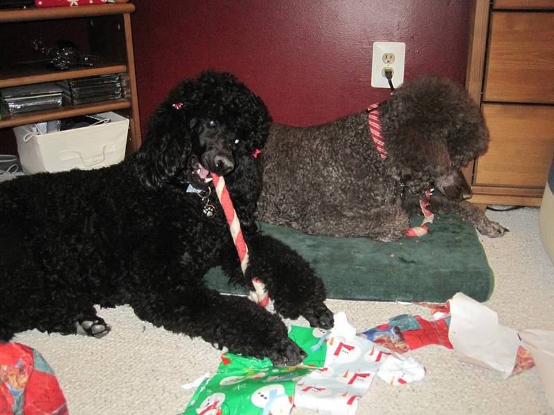 Pepper's first holiday season! Opening their gifts. 12/25/09.
