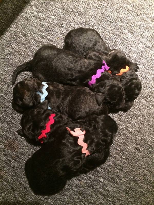 Every puppy gained between 0.5-1.0oz in the last 24 hours.  Red was the winner at 1.0oz gained.  2 days old.