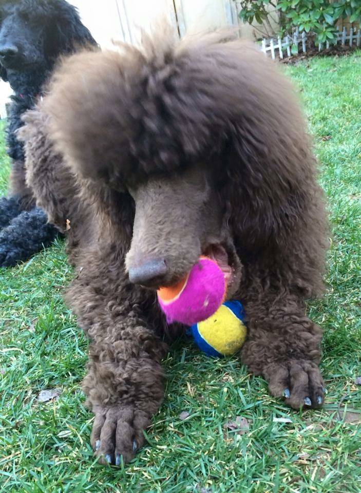 Paige loves toys! She's always carrying around a ball. She tries to stuff as many as she can in her mouth at once!  7 months old.