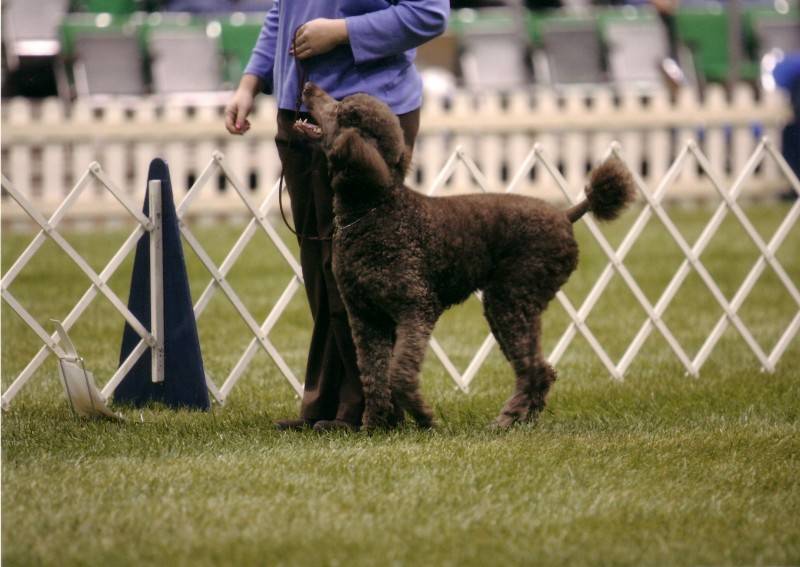 Penny heeling in Rally Novice B at PCA National Specialty. 4/22/08.