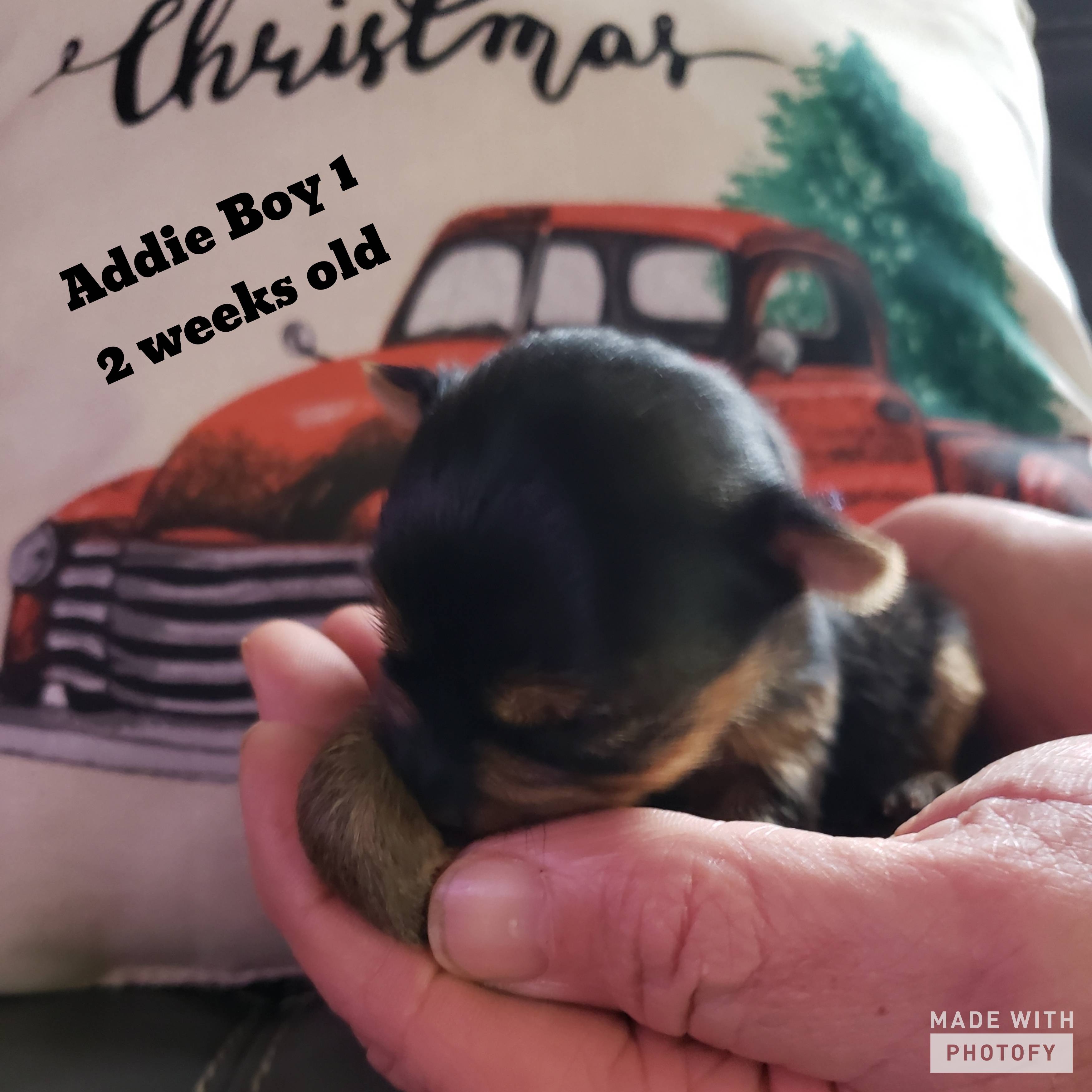 Addie's Pups Born 12/8/2019