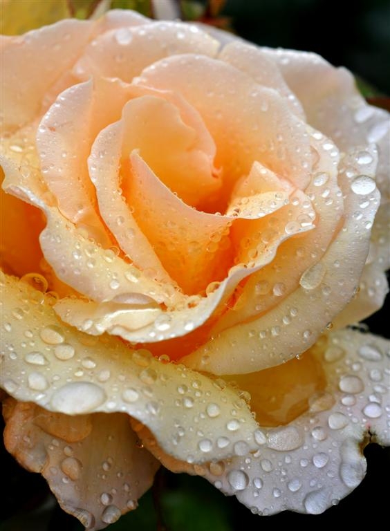 Rose and Raindrops 1