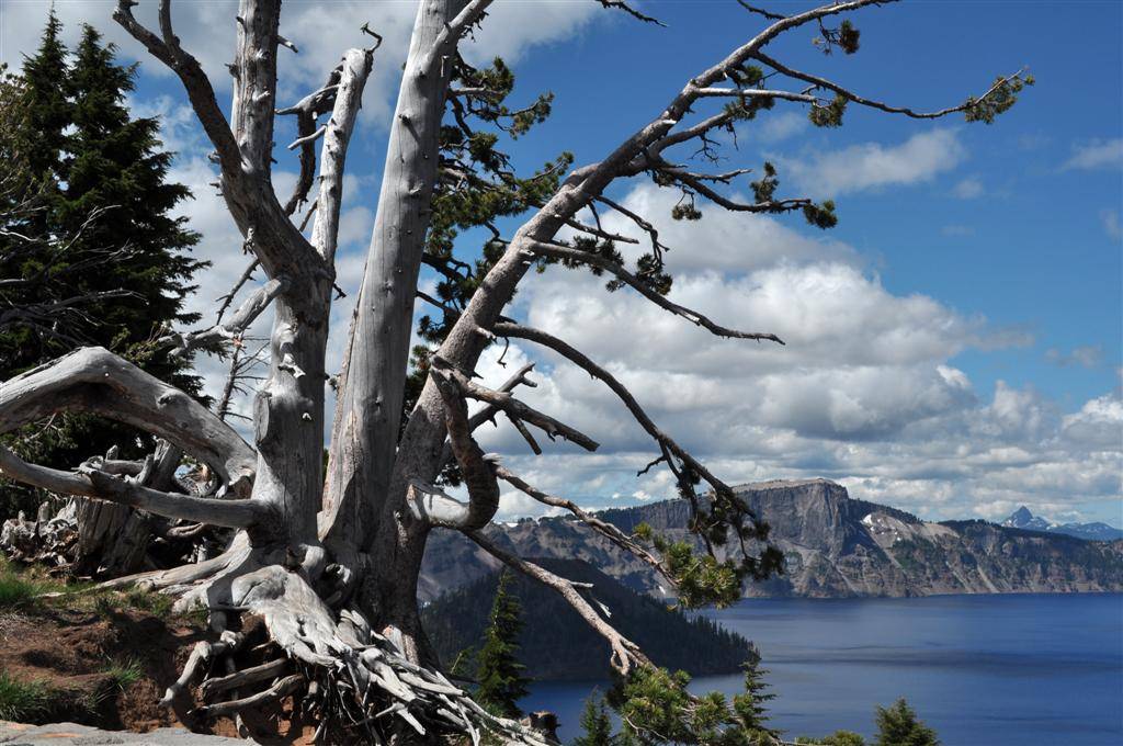 Tree, Crater Lake 2