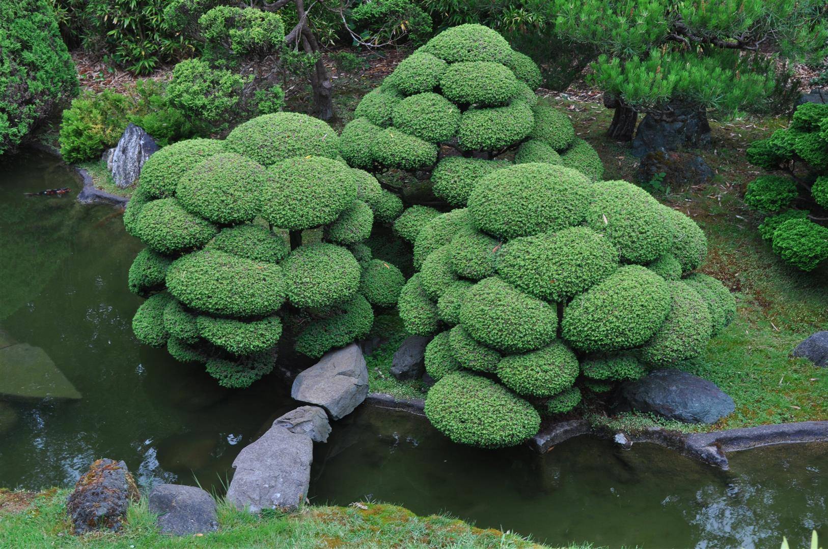 Tree, Japanese Tea Garden