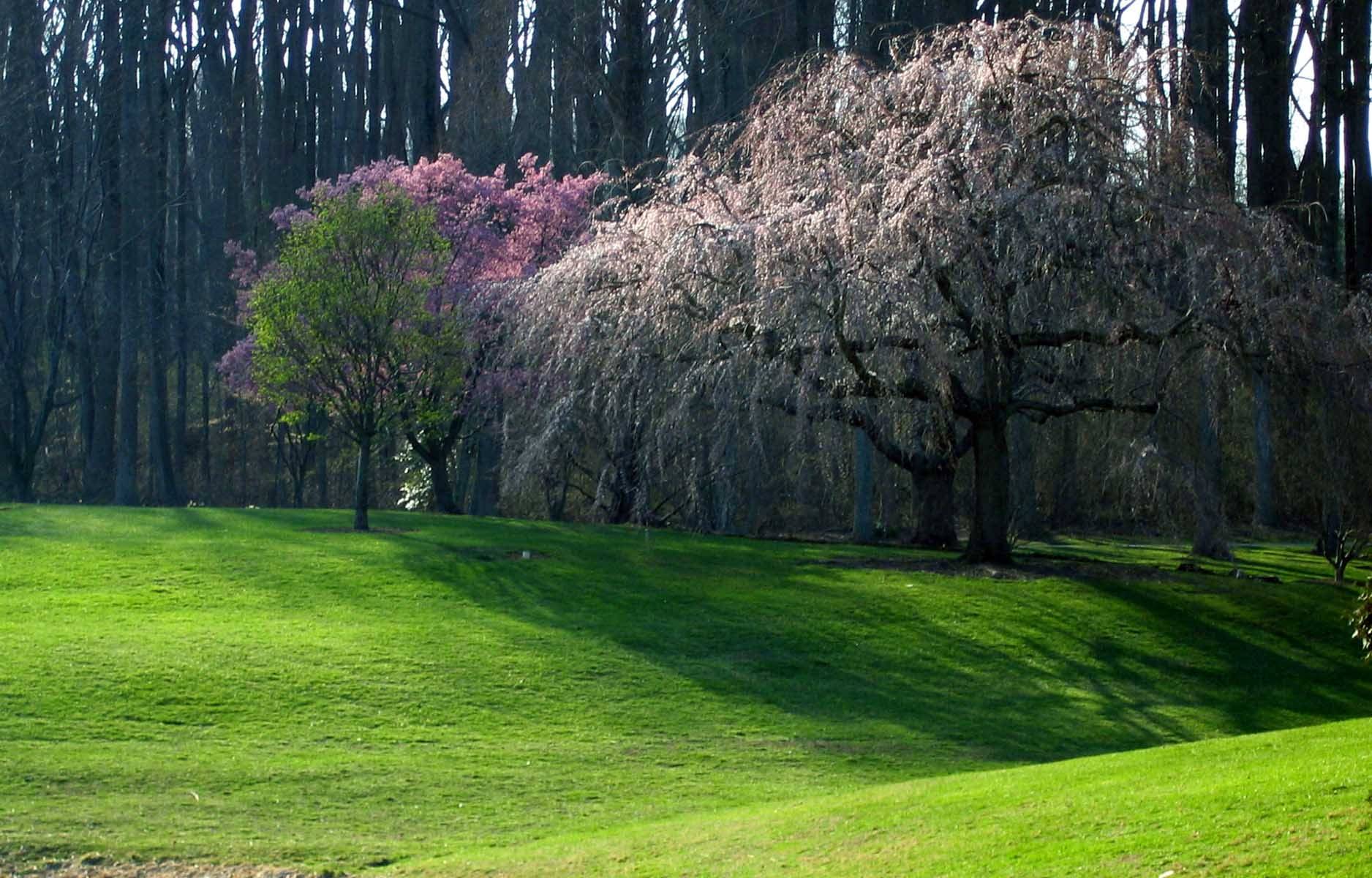 Brookside Gardens Spring Trees
