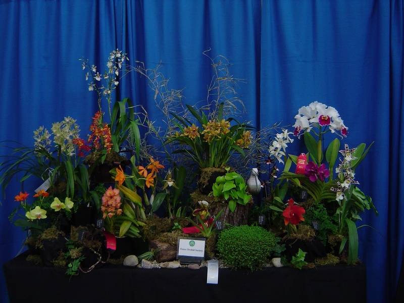 Society Display, London Orchid Show 2011