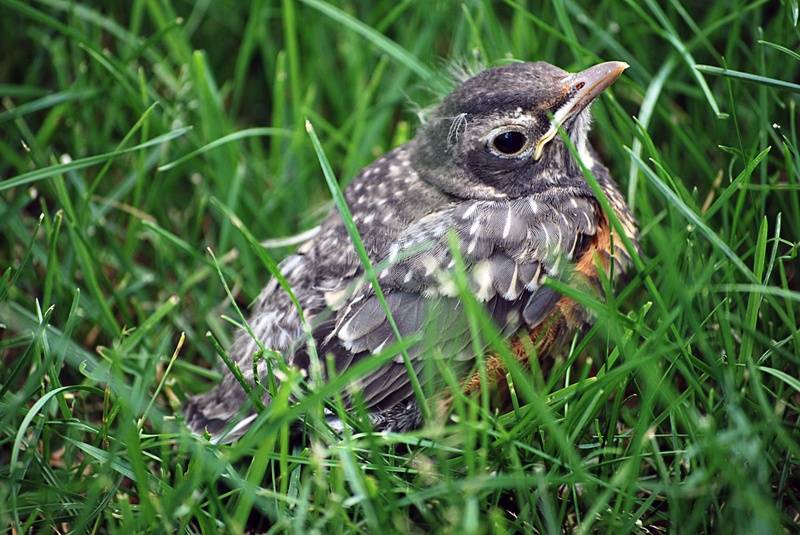 Baby robin visits for spring.