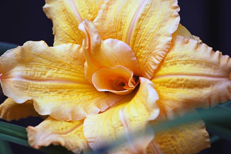 Yellow frill flower