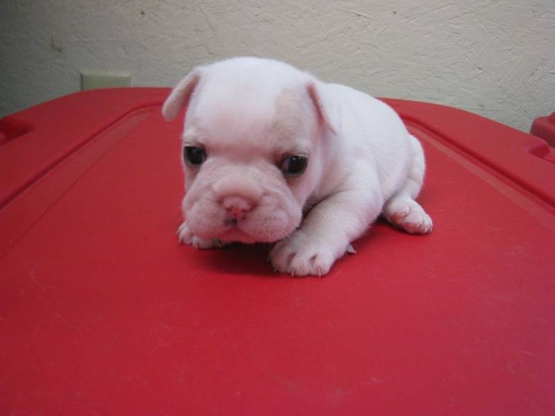 Male French Bulldog born 6/4/11