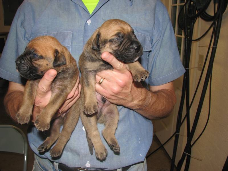 Two male bullmastiff puppies born 7/9/11