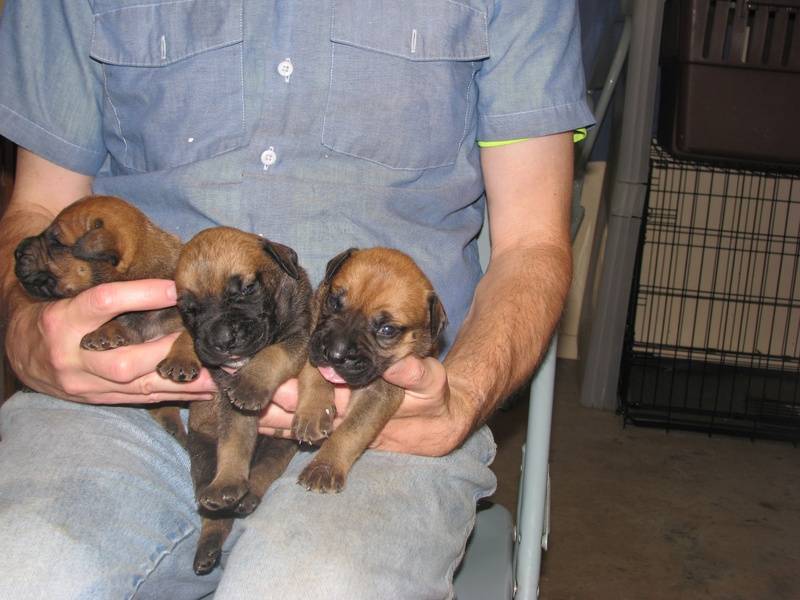 3 girl bullmastiff puppies