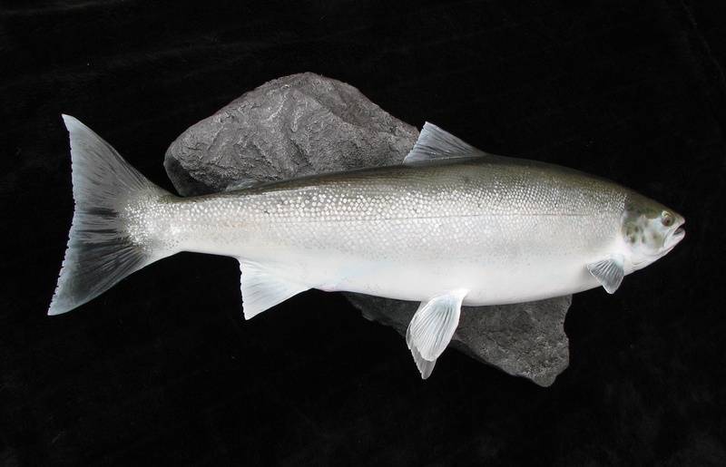 Atlantic Salmon 13lb