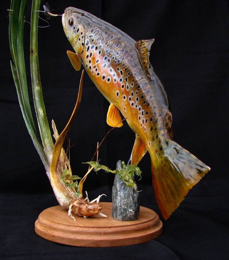 16" Brown trout pedestal