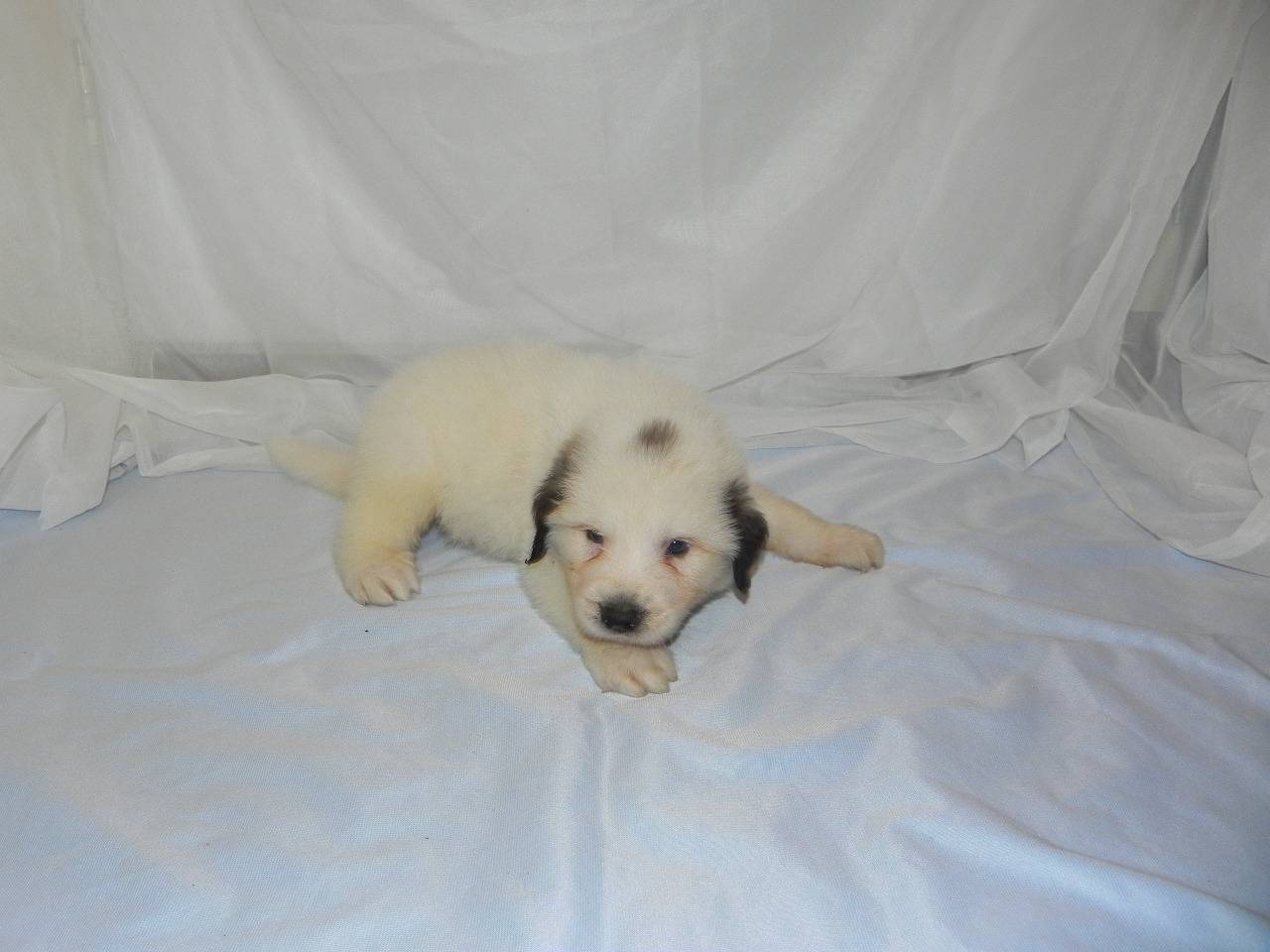 Male 1 - (3) - Kevin & Dawn's Pup