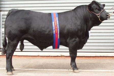 Junior Champion Bull