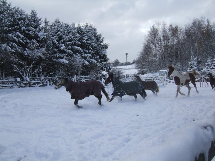 Ponies playing in the snow