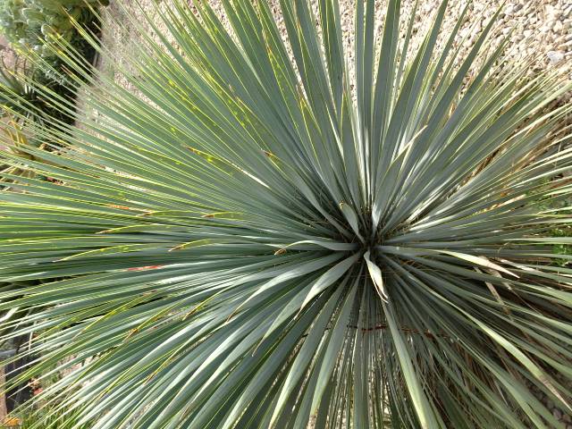 Yucca  rostrata