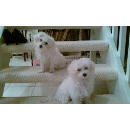 Daisy and Gerber (Two Lucky Pups)