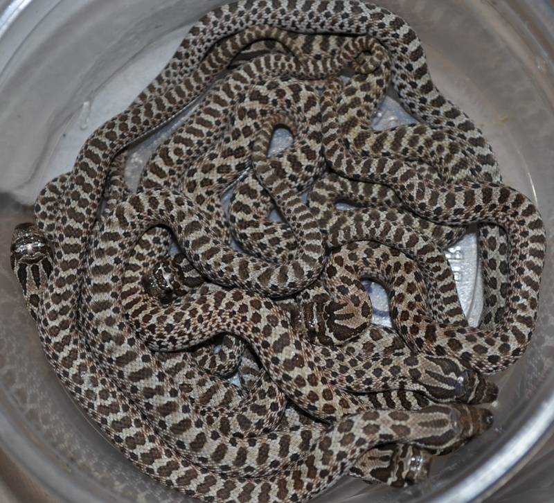 2011 Clutch of Baby Hognoses