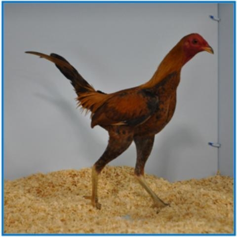 Reserve Champion Ginger Red ( cockerel ).