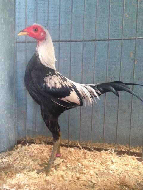 2015 Silver Duckwing Cockerel Bred by Ian Simpson