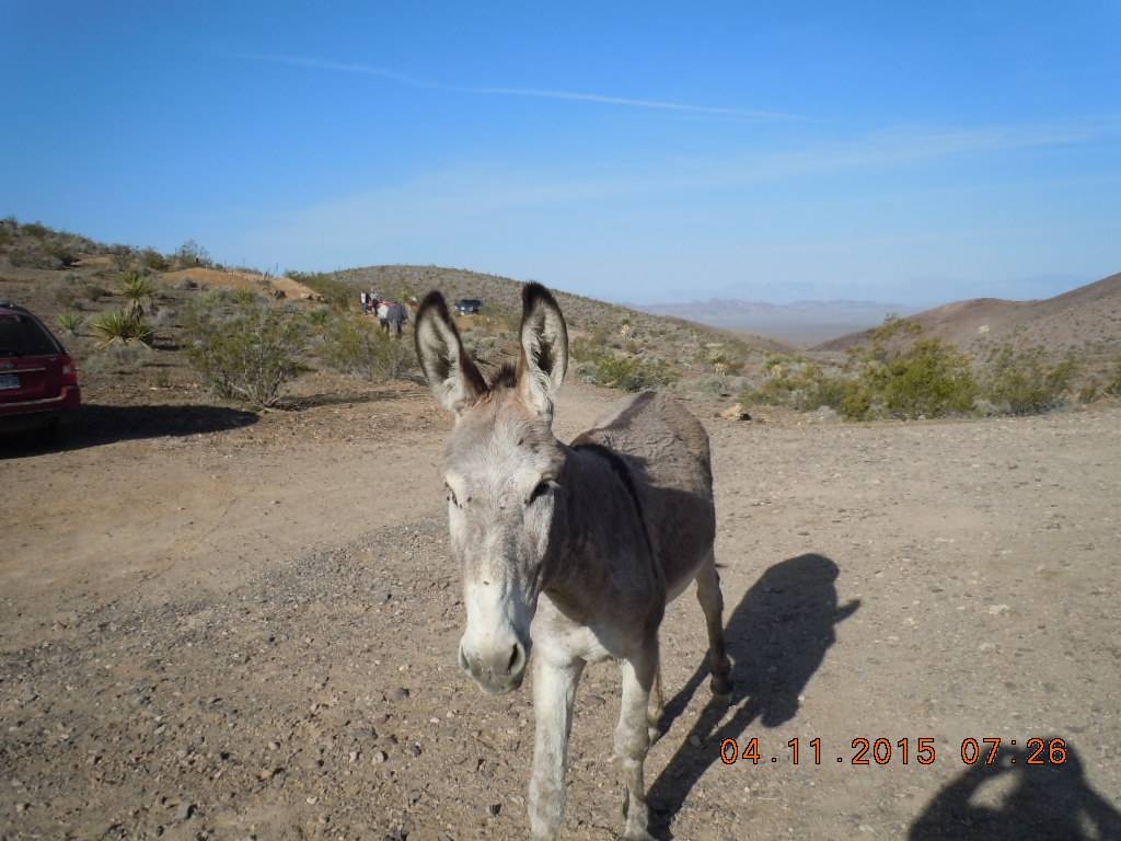 Wild burro at the Johnnie claim