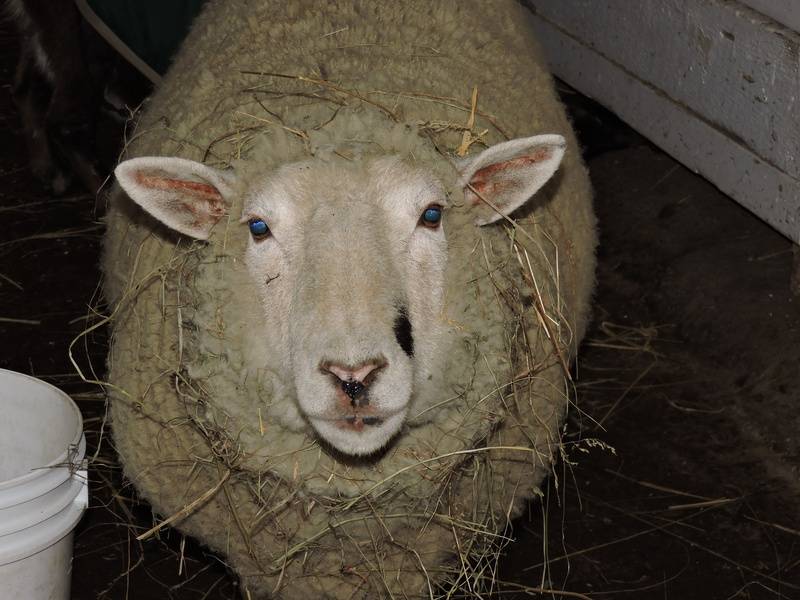Kitty Lamont the sheep