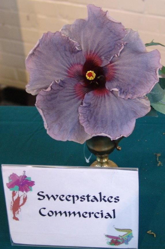 COMMERCIAL SWEEPSTAKES - BLUE JEAN BABY - Dupont Nursery, Plaquemine, LA.