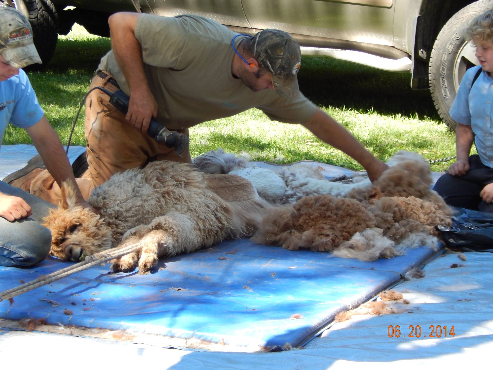 Alpaca Shearing Thyme
