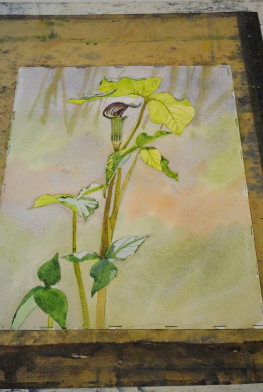 Jack in Pulpit- Student Watercolor