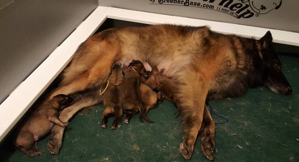 momma and pups